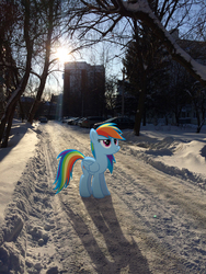 Size: 2448x3264 | Tagged: safe, artist:albertuha, rainbow dash, pegasus, pony, g4, female, frown, high res, hooves, irl, mare, photo, ponies in real life, smiling, snow, solo, winter