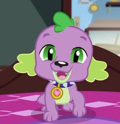 Size: 540x555 | Tagged: safe, screencap, spike, spike the regular dog, dog, equestria girls, g4, my little pony equestria girls: better together, reboxing with spike!, collar, cropped, cute, looking at you, male, paws, puppy, spikabetes, spike's dog collar