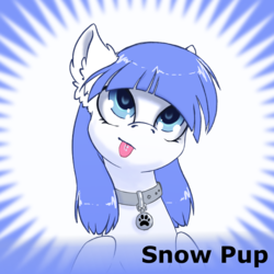Size: 1024x1024 | Tagged: safe, artist:arctic-fox, oc, oc only, oc:snow pup, pegasus, pony, derpibooru, :p, blue mane, collar, ear fluff, female, looking up, mare, meta, official spoiler image, png, silly, simple background, snow pup, solo, spoiler image, spoilered image joke, text, tongue out, white coat