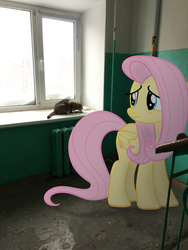 Size: 2448x3264 | Tagged: safe, artist:albertuha, fluttershy, cat, pegasus, pony, g4, female, frown, high res, irl, mare, photo, ponies in real life, russia, sad, solo, window