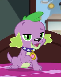 Size: 403x507 | Tagged: safe, screencap, spike, spike the regular dog, dog, equestria girls, equestria girls series, g4, reboxing with spike!, spoiler:eqg series (season 2), cropped, looking at you, paws, sci-twi's room, smiling, spike's dog collar, tail