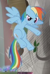 Size: 496x744 | Tagged: safe, screencap, rainbow dash, pegasus, pony, g4, the lost treasure of griffonstone, confident, cropped, cutie mark, female, flying, grin, looking at someone, mare, multicolored mane, multicolored tail, mushroom, pointing, raised eyebrow, smiling, solo, spread wings, underhoof, wings