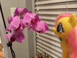 Size: 3264x2448 | Tagged: safe, fluttershy, pony, g4, blinds, clip, flower, hand woven necklace, high res, jewelry, necklace, orchid