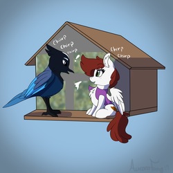 Size: 3000x3000 | Tagged: safe, artist:aurorafang, oc, oc only, oc:graph travel, bird, pegasus, pony, behaving like a bird, bird feeder, chest fluff, clothes, duo, female, freckles, graph believe being bird, high res, looking at each other, mare, simple background, small pony, spread wings, steller's jay, text, vest, wings
