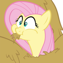 Size: 894x894 | Tagged: safe, artist:itv-canterlot, fluttershy, pegasus, pony, g4, the hooffields and mccolts, chewing, cute, eating, faic, female, hay, hay bale, herbivore, horses doing horse things, mare, shyabetes, silly, silly pony, simple background, solo, transparent background, vector, wide eyes