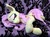 Size: 1280x956 | Tagged: safe, artist:doctorkoda, fluttershy, bat pony, pony, g4, bat ponified, bedroom eyes, deviantart watermark, female, flutterbat, irl, obtrusive watermark, photo, plushie, race swap, solo, watermark