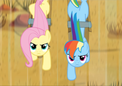 Size: 1335x939 | Tagged: safe, screencap, fluttershy, rainbow dash, pegasus, pony, g4, the last roundup, cropped, determined, duo, female, galloping, harness, looking up, mare, windswept mane