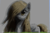 Size: 1172x768 | Tagged: safe, artist:grissaecrim, artist:kjhf, derpy hooves, pony, g4, 3d, game screencap, minecraft, minecraft pixel art, pixel art