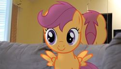 Size: 607x344 | Tagged: safe, scootaloo, pony, g4, couch, irl, mirror, photo, ponies in real life, smiling, solo, wings