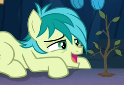 Size: 1207x837 | Tagged: safe, screencap, sandbar, earth pony, pony, g4, uprooted, cropped, crouching, cute, loving gaze, male, offscreen character, sandabetes, sapling, smiling, solo focus, teenager, tree