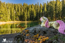 Size: 1200x800 | Tagged: safe, artist:dawning love, artist:natureshy, fluttershy, g4, autumn, cute, equestria: into the wild, heart eyes, irl, lake, lying down, nature, outdoors, photo, photography, plushie, ponies around the world, rock, wingding eyes