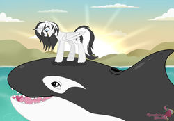 Size: 1024x712 | Tagged: safe, artist:raspberrystudios, oc, oc only, oc:shouka, alicorn, orca, pony, alicorn oc, beach, cloud, commission, ocean, sunrise