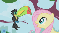 Size: 1280x720 | Tagged: safe, screencap, fluttershy, bird, keel-billed toucan, pony, toucan, g4, the ticket master