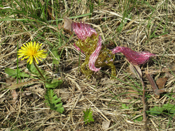 Size: 1472x1104 | Tagged: safe, artist:malte279, fluttershy, pony, g4, craft, dandelion, flower, sculpture, wire sculpture