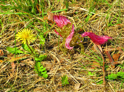 Size: 3747x2810 | Tagged: safe, alternate version, artist:malte279, fluttershy, pony, g4, craft, dandelion, flower, high res, sculpture, wire sculpture