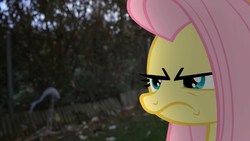 Size: 1280x720 | Tagged: safe, artist:stormxf3, edit, edited screencap, screencap, fluttershy, flamingo, pony, g4, putting your hoof down, angry, fluttershy is not amused, forest, irl, photo, ponies in real life, solo, this will end in pain, unamused