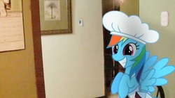 Size: 1280x720 | Tagged: safe, rainbow dash, pony, g4, chef, irl, photo, ponies in real life, smiling, solo, wings