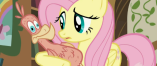 Size: 157x66 | Tagged: safe, screencap, fluttershy, philomena, phoenix, pony, a bird in the hoof, g4, cinematic, picture for breezies