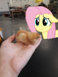 Size: 1277x1703 | Tagged: safe, photographer:joeydr, fluttershy, bird, human, pegasus, pony, g4, c:, chicks, female, floppy ears, hand, irl, mare, photo, smiling, solo focus