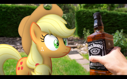 Size: 1280x800 | Tagged: safe, artist:stormxf3, applejack, earth pony, human, pony, man versus ponies, g4, look before you sleep, alcohol, female, irl, irl human, jack daniels, mare, photo, ponies in real life, whiskey, youtube, youtube link