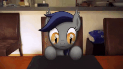 Size: 480x270 | Tagged: safe, artist:stormxf3, oc, oc only, oc:echo, bat pony, human, pony, man versus ponies, amazing, animated, apple, bat pony oc, behaving like a cat, breaking the fourth wall, computer, cute, cuteness overload, daaaaaaaaaaaw, dilated pupils, ear fluff, ear tufts, eye dilation, eyes on the prize, fangs, female, food, fourth wall, frown, gif, hand, hnnng, irl, irl human, laptop computer, leaning, looking at something, male, mare, monitor, ocbetes, offscreen character, photo, ponies in real life, pov, slit pupils, solo focus, that bat pony sure does love fruits, tracking, visual effects of awesome, weapons-grade cute, wide eyes