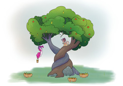 Size: 1280x896 | Tagged: safe, artist:heir-of-rick, applejack, pinkie pie, earth pony, pony, daily apple pony, g4, the perfect pear, apple, apple tree, basket, duo, female, food, hanging, hidden cane, intertwined trees, mare, pear, pear tree, prehensile tail, rock, tail hold, tree