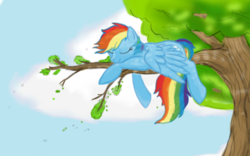 Size: 500x311 | Tagged: safe, artist:splinterstar, rainbow dash, pegasus, pony, g4, cropped, female, sleeping, solo, tree, tree branch