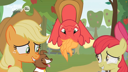 Size: 1259x708 | Tagged: safe, screencap, apple bloom, applejack, big macintosh, winona, dog, earth pony, pony, g4, going to seed, all new, apple siblings, apple sisters, apple tree, brother and sister, discovery family logo, female, filly, foal, hanging, hanging upside down, laughing, lip bite, male, mare, siblings, sisters, stallion, sweet apple acres, text, trap (device), trapped, tree