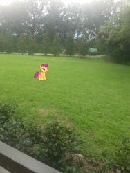 Size: 3024x4032 | Tagged: safe, photographer:undeadponysoldier, scootaloo, pegasus, pony, g4, bush, disney world, female, filly, grass, irl, magic kingdom, photo, ponies in real life, solo, tree