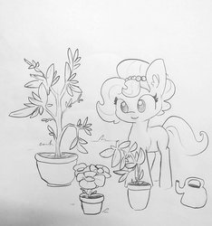 Size: 1389x1485 | Tagged: safe, artist:tjpones, oc, oc only, oc:brownie bun, earth pony, pony, horse wife, ear fluff, female, flower, flower pot, grayscale, mare, monochrome, plant, simple background, solo, traditional art, watering can