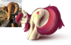 Size: 1280x814 | Tagged: safe, artist:vincher, roseluck, cat, earth pony, pony, g4, behaving like a cat, blushing, butt, female, looking at you, looking back, looking back at you, mare, plot, ponified, ponified animal photo, rosebutt