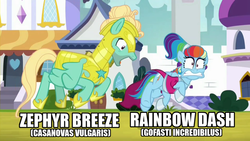 Size: 1024x576 | Tagged: safe, edit, edited screencap, editor:anonycat, screencap, rainbow dash, zephyr breeze, pegasus, pony, roadrunner, g4, sparkle's seven, alternate hairstyle, armor, canis latinicus, clothes, dress, duo, female, guard armor, looney tunes, male, mare, megaradash, meme, pepe le pew, royal guard zephyr breeze, stallion, text, wile e coyote