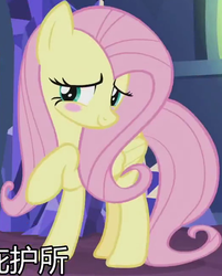 Size: 520x646 | Tagged: safe, screencap, fluttershy, pegasus, pony, g4, the last laugh, blushing, chinese, cropped, cute, daaaaaaaaaaaw, female, hnnng, mare, raised hoof, shyabetes, solo, subtitles, weapons-grade cute