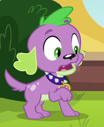 Size: 415x507 | Tagged: safe, screencap, spike, spike the regular dog, dog, equestria girls, g4, my little pony equestria girls: friendship games, cropped, male, paws, solo, spike's dog collar, tail