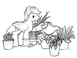 Size: 2262x1719 | Tagged: safe, artist:selenophile, oc, oc only, oc:cirrus sky, hippogriff, folded wings, gardening, male, plant, potted plant, solo, watering can, wings