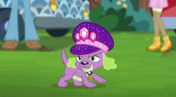 Size: 720x398 | Tagged: safe, screencap, sandalwood, spike, spike the regular dog, dog, equestria girls, g4, lost and pound, my little pony equestria girls: choose your own ending, background human, clothes, female, male, pants, paws, shoes, spike's dog collar, spike's festival hat, tail