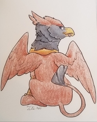 Size: 1047x1318 | Tagged: safe, artist:tsitra360, oc, oc only, oc:peregrine, griffon, griffon oc, grin, looking at you, looking back, looking back at you, male, preening, simple background, sitting, smiling, solo, traditional art, turned head, white background, wings