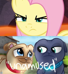 Size: 1945x2133 | Tagged: safe, artist:rainbow eevee, edit, edited screencap, screencap, fluttershy, dog, pony, g4, sweet and smoky, 1000 hours in ms paint, angry, badass, bingo (puppy dog pals), close-up, collar, cropped, determined, dialogue, flutterbadass, fluttershy is not amused, narrowed eyes, puppy, puppy dog pals, quotation marks, rolly, text, unamused, wat