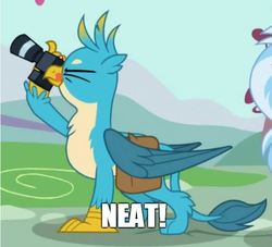 Size: 522x473 | Tagged: safe, edit, edited screencap, screencap, gallus, silverstream, classical hippogriff, griffon, hippogriff, dragon dropped, g4, bender bending rodríguez, camera, chest fluff, cropped, cute, futurama, gallabetes, male, meme, neat, offscreen character, one eye closed, saddle bag, that's lobstertainment!, tongue out