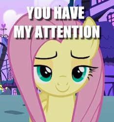 Size: 384x411 | Tagged: safe, screencap, fluttershy, pony, flutter brutter, g4, caption, cropped, female, image macro, lidded eyes, looking at you, ponyville, solo, text