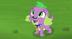 Size: 720x397 | Tagged: safe, screencap, spike, spike the regular dog, dog, equestria girls, g4, my little pony equestria girls: choose your own ending, the road less scheduled, collar, cute, fangs, grass, male, open mouth, paws, puppy, smiling, spikabetes, tail