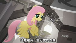 Size: 1366x768 | Tagged: safe, screencap, fluttershy, pony, spider, g4, rainbow roadtrip, chinese