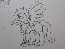 Size: 2576x1932 | Tagged: safe, artist:drheartdoodles, oc, oc only, oc:helios, griffon, borb, chest fluff, solo, spread wings, traditional art, wings