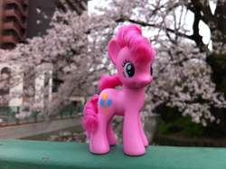 Size: 960x717 | Tagged: safe, photographer:hellbuny, pinkie pie, earth pony, pony, g4, cherry blossoms, female, flower, flower blossom, irl, photo, sakura pie, toy, tree