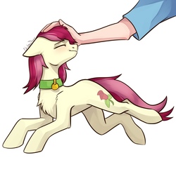 Size: 2181x2160 | Tagged: safe, artist:chibadeer, roseluck, human, pony, g4, behaving like a cat, chest fluff, collar, commissioner:doom9454, cute, daaaaaaaaaaaw, eyes closed, fluffy, hand, high res, human on pony petting, lying down, offscreen character, offscreen human, pet tag, petting, pony pet, rosepet