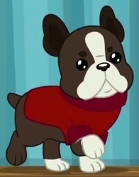 Size: 305x390 | Tagged: safe, screencap, banana (g4), dog, best in show: the pre-show, equestria girls, g4, my little pony equestria girls: better together, boston terrier, cropped, cute, dog sweater, male, paws, solo