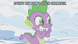 Size: 639x362 | Tagged: safe, edit, edited screencap, editor:undeadponysoldier, screencap, spike, dragon, g4, winter wrap up, caption, hand on face, image macro, male, meme, smiling, snow, solo, stifling laughter, teeth, text, try not to laugh challenge