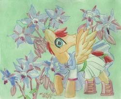 Size: 3282x2685 | Tagged: artist needed, source needed, safe, flash magnus, pony, g4, borage, clothes, flower, high res, male, not crossdressing, solo, traditional art