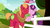 Size: 800x450 | Tagged: safe, edit, edited screencap, editor:korora, screencap, big macintosh, sugar belle, earth pony, pony, unicorn, g4, marks for effort, my little pony: friendship is magic, arrow, captain obvious, cute, cutie mark, female, fence, field, horse collar, macabetes, male, mare, ship:sugarmac, shipping, stallion, straight, sugarbetes, text, tree