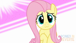 Size: 1920x1080 | Tagged: safe, artist:reverse studios, edit, fluttershy, pony, g4, 60 fps, :3, animated, cute, female, happy, mare, music, shyabetes, solo, sound, webm, wings